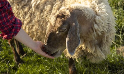 side-view-hand-feeding-sheep